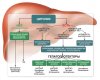 raznovidnosti-gepatoprotektornih-preparatov.jpg