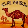 camel.jpg